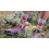 SOX FOOTWEAR chaussettes vélo Girls Rule Crew